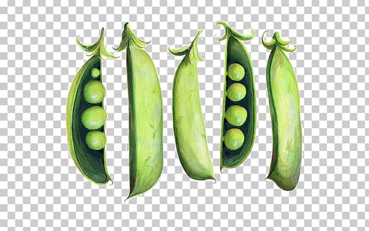 Snap Pea Drawing Watercolor Painting Illustration PNG, Clipart, Bean, Botanical Illustration, Butterfly Pea, Cucumber, Fashion Illustration Free PNG Download