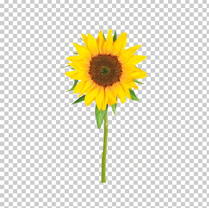 Common Sunflower Yellow Painting PNG, Clipart, Color, Common Sunflower, Cut Flowers, Daisy Family, Depositphotos Free PNG Download