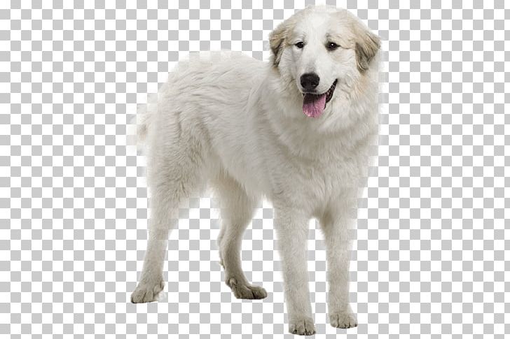 Great Pyrenees Pyrenean Mastiff Bernese Mountain Dog German Shepherd PNG, Clipart, Akbash Dog, Ancient Dog Breeds, Carnivoran, Companion Dog, Dog Breed Free PNG Download