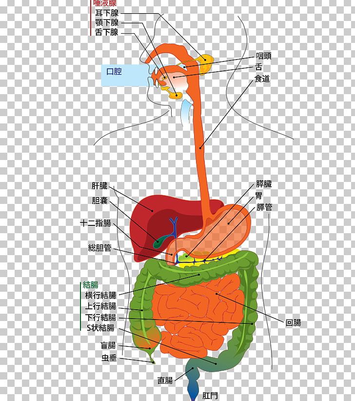 Human Digestive System Gastrointestinal Tract Digestion Diagram Human Body PNG, Clipart, Anatomy, Angle, Area, Biology, Chart Free PNG Download