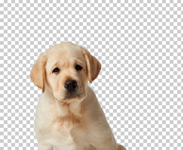 Labrador Retriever Puppy Dog Breed Companion Dog Guide Dog PNG, Clipart, Animals, Carnivoran, Companion Dog, Dog, Dog Breed Free PNG Download