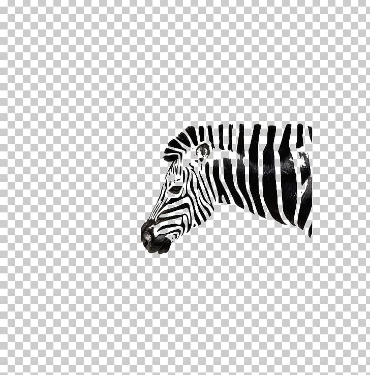 Zebra Zorse Quagga Horse Foal PNG, Clipart, Animal, Animal Print, Baby Monkeys, Black, Black And White Free PNG Download