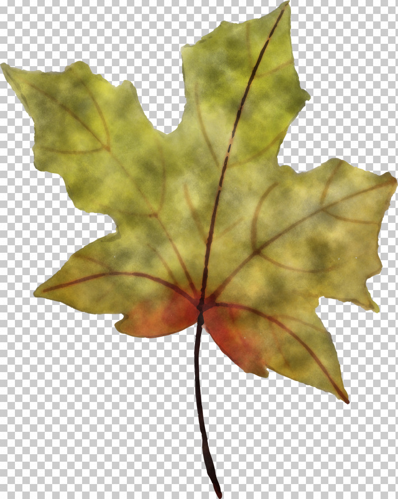 Autumn Leaf PNG, Clipart, Autumn Leaf, Biology, Leaf, Maple, Maple Leaf Free PNG Download