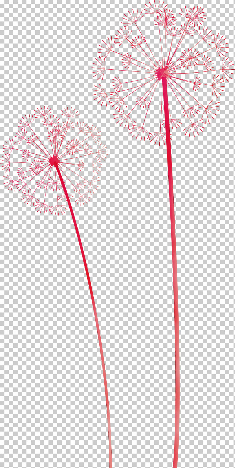 Flower Petal Flora Line Plants PNG, Clipart, Biology, Dandelion, Flora, Flower, Geometry Free PNG Download