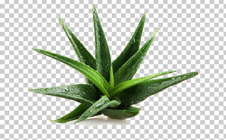 Aloe Vera Asphodelaceae Medicinal Plants Gel PNG, Clipart, Aloe, Aloe Vera, Aloe Vera Gel, Asphodelaceae, Burn Free PNG Download