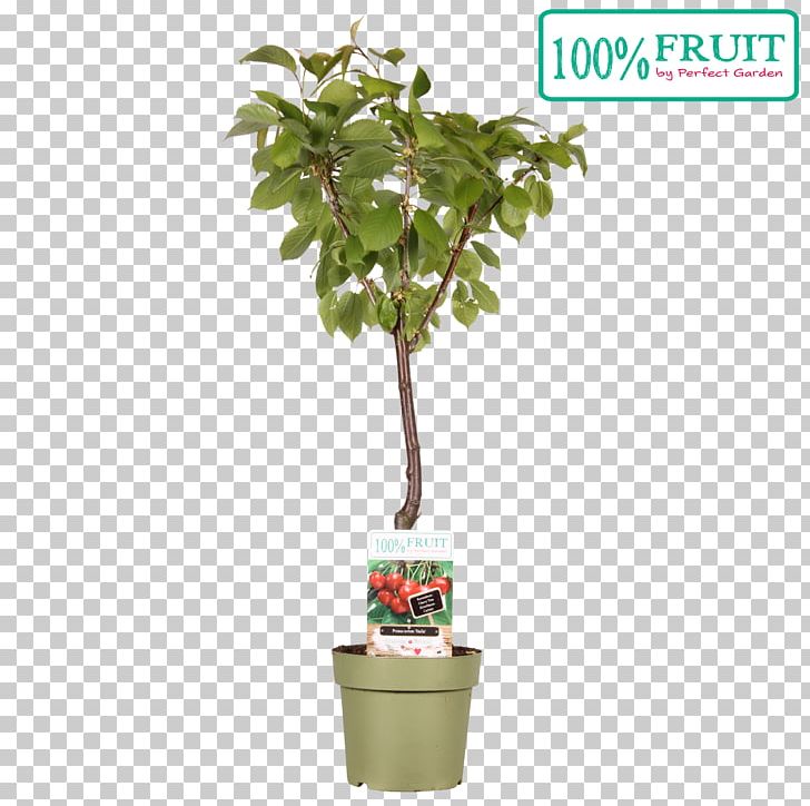 Flowerpot Clay Garden Houseplant Soil PNG, Clipart, Bemesten, Cherry, Clay, Evergreen, Fertilisers Free PNG Download