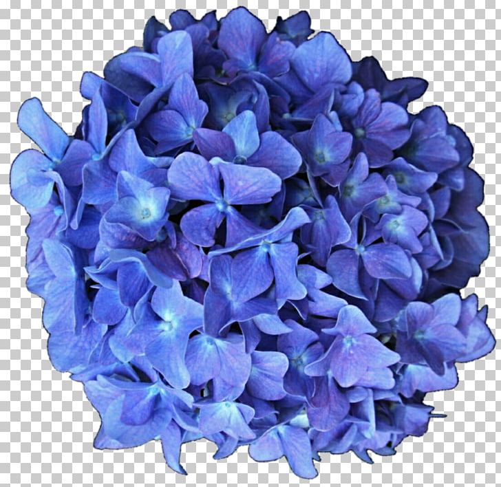 French Hydrangea Flower Blue Lilac PNG, Clipart, Amethyst, Anemone, Blue, Color, Cornales Free PNG Download