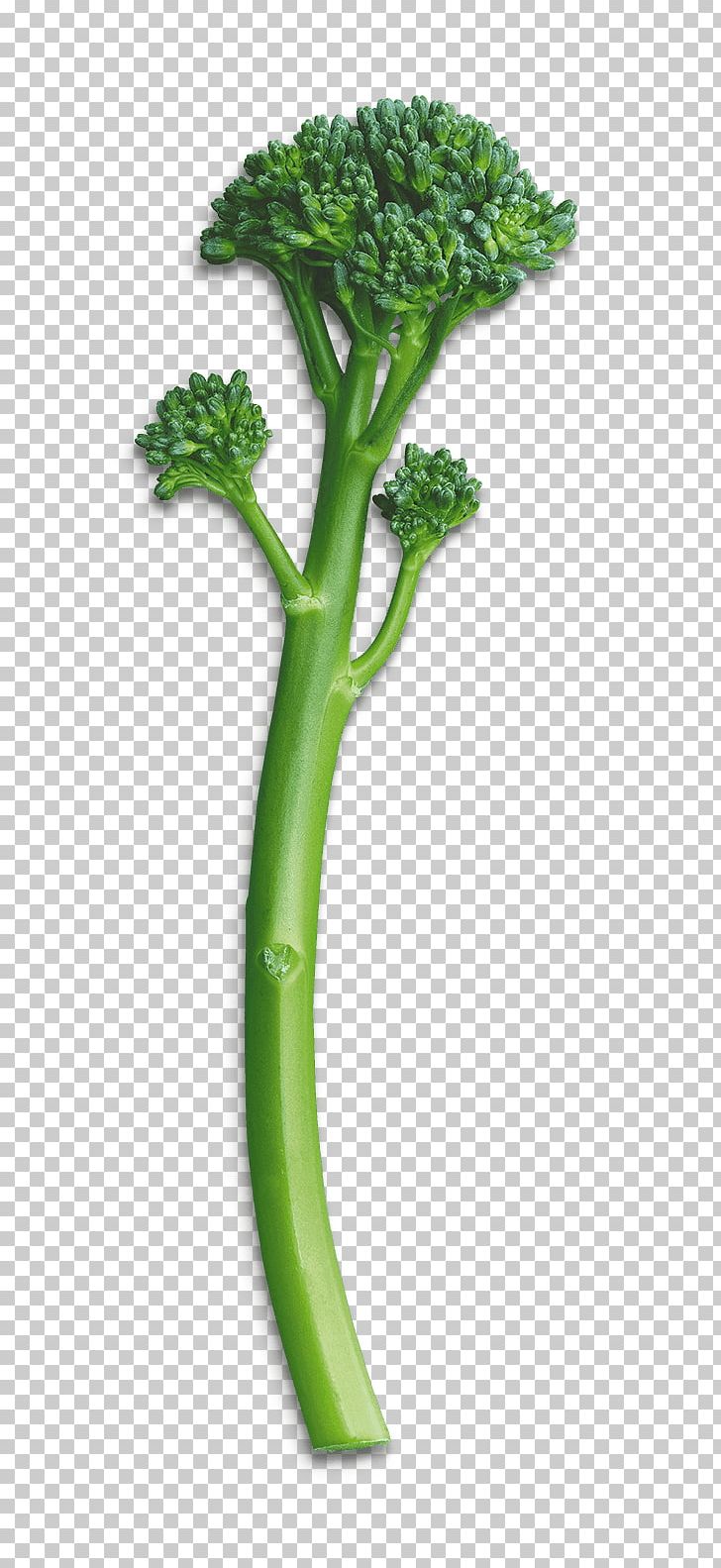 Broccolini Leaf Vegetable Law Privacy Policy PNG, Clipart, Broccoli, Broccolini, Cooking, Flowerpot, Information Free PNG Download