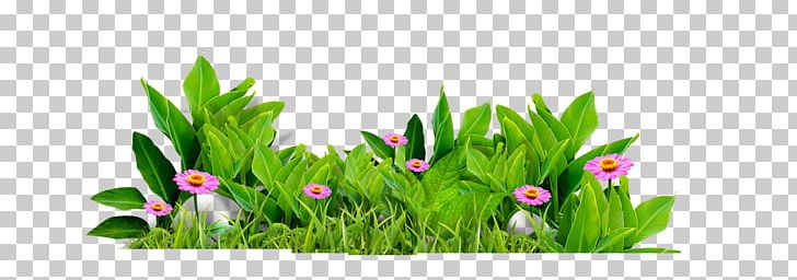 Flower Leaf PNG, Clipart, Computer Wallpaper, Download, Fine, Flora, Floral Design Free PNG Download