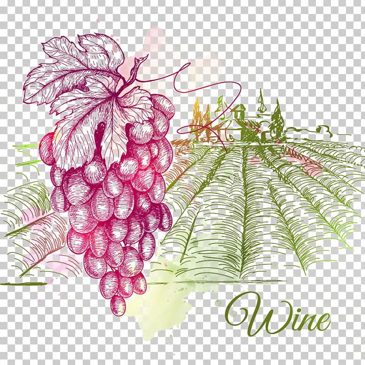 Wine Common Grape Vine Drawing PNG, Clipart, Drawing, Encapsulated Postscript, Estate Vector, Flo, Flower Free PNG Download