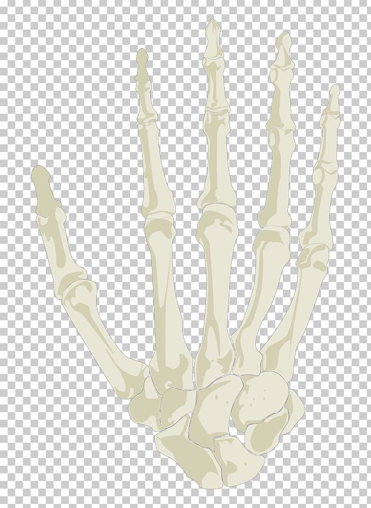 Finger Human Skeleton Hand PNG, Clipart, Anatomi, Anatomy, Arm, Autocad Dxf, Computer Icons Free PNG Download