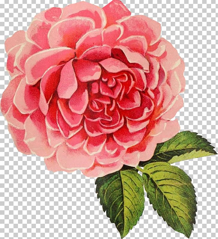 Flower Drawing PNG, Clipart, Artificial Flower, Cabbage, Camellia, Centifolia Roses, Collage Free PNG Download