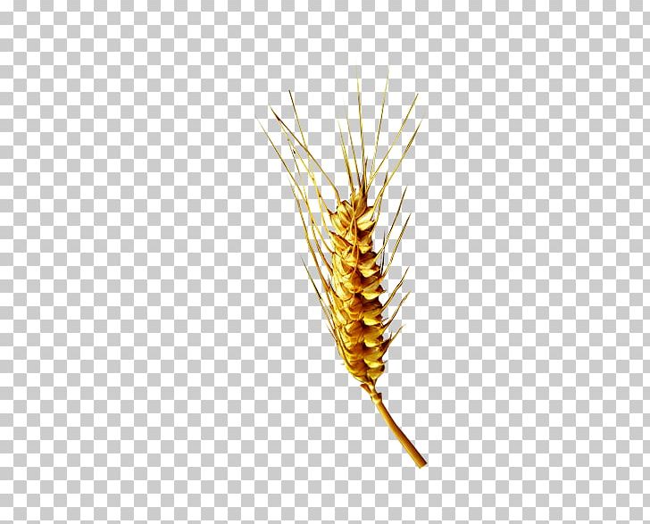 Gratis Wheat PNG, Clipart, Cartoon Wheat, Commodity, Download, Ear, Euclidean Vector Free PNG Download