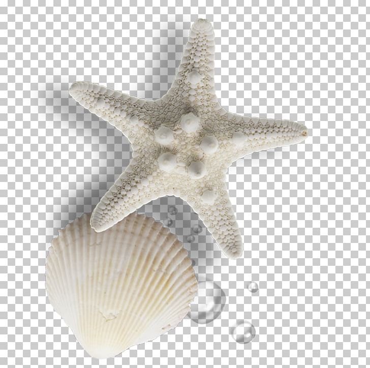 Seashell Gratis Pearl PNG, Clipart, Beach, Biological, Conchology, Download, Encapsulated Postscript Free PNG Download