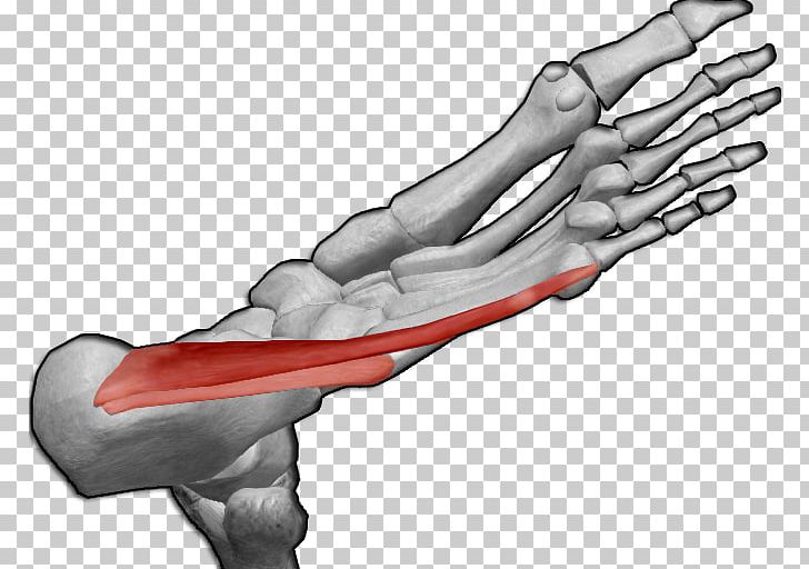 Thumb Abductor Digiti Minimi Muscle Of Foot Abductor Digiti Minimi Muscle Of Hand Abductor Hallucis Muscle PNG, Clipart, Abductor Pollicis Brevis Muscle, Adductor Longus Muscle, Adductor Magnus Muscle, Angle, Arm Free PNG Download