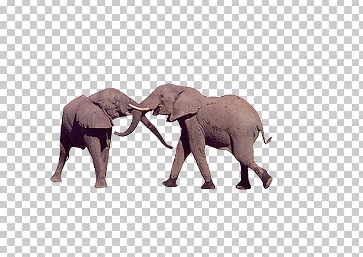 African Elephant Indian Elephant PNG, Clipart, Animal, Baby Elephant, Biological, Brine, Combat Free PNG Download