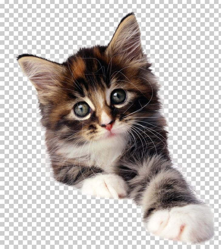 Kitten Pet Sitting Cat Puppy PNG, Clipart, Animals, Carnivoran, Cat, Cat Like Mammal, Cat Litter Trays Free PNG Download