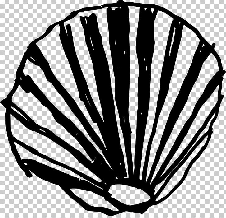 Seashell Clam PNG, Clipart, Animals, Black And White, Clam, Computer Icons, Conch Free PNG Download