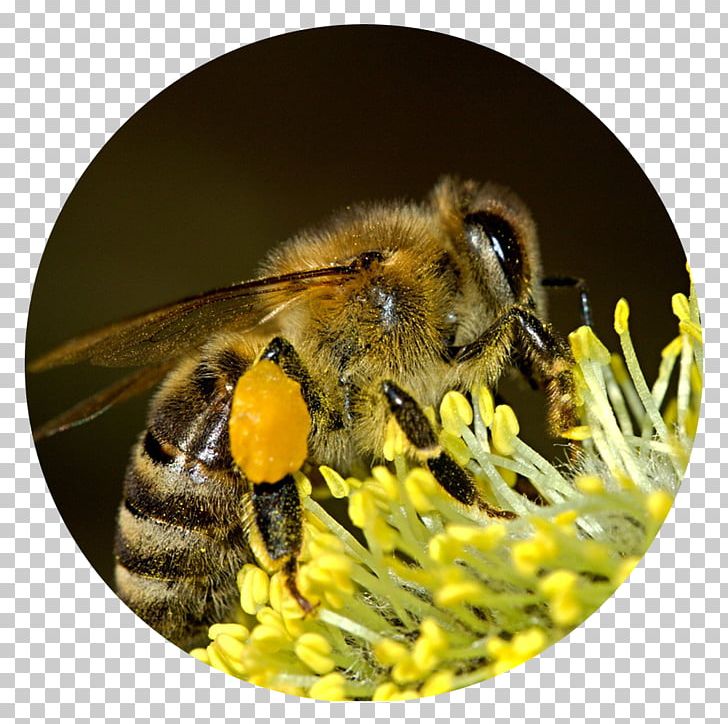 Bee Pollen Insect Honey Bee Pollen Basket PNG, Clipart, Arthropod, Bee, Beehive, Bee Pollen, Bumblebee Free PNG Download