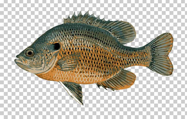 Bluegill Crappie Freshwater Fish Panfish Fishing PNG, Clipart, Art Of, Bass, Bluegill, Bony Fish, Common Rudd Free PNG Download