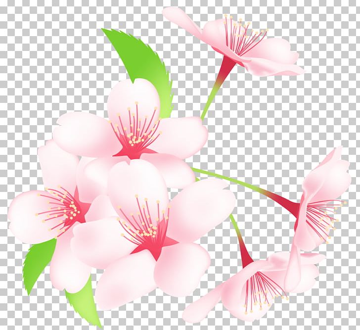 Cherry Blossom Sakuramochi Hanami Spring Encapsulated PostScript PNG, Clipart, Blossom, Branch, Cherry, Cherry Blossom, Encapsulated Postscript Free PNG Download