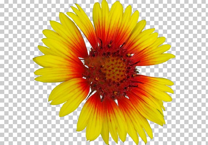 Common Sunflower Stock Photography Getty S PNG, Clipart, Annual Plant, Aster, Blanket Flowers, Common Sunflower, Company Free PNG Download