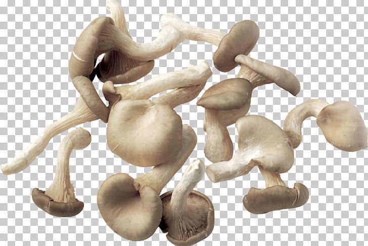 Mushroom Fungus PNG, Clipart, Agaricaceae, Common Mushroom, Computer Icons, Download, Edible Mushroom Free PNG Download