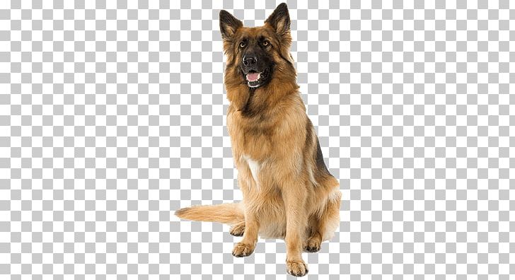 Old German Shepherd Dog Shiloh Shepherd Dog Puppy PNG, Clipart, Animals, Carnivoran, Companion Dog, Desktop Wallpaper, Dog Breed Free PNG Download