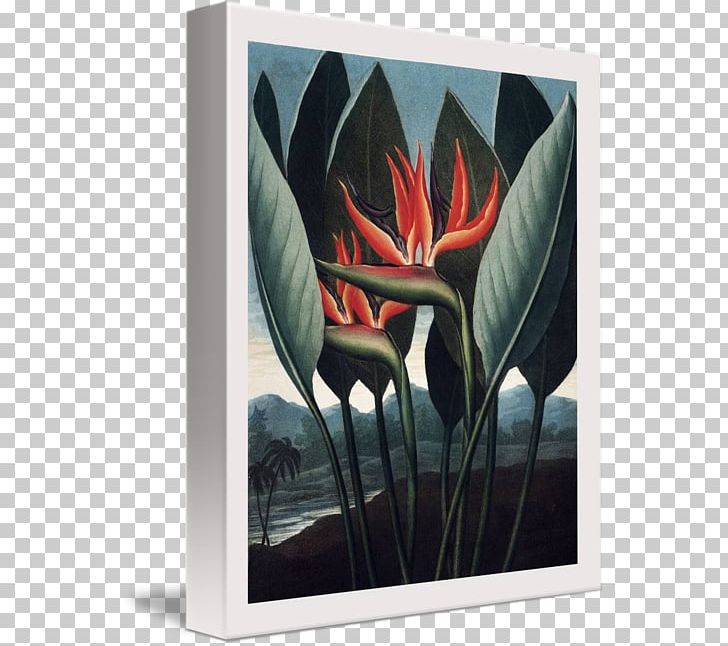 The Temple Of Flora Botany Botanical Illustration Canvas Print PNG, Clipart, Art, Bird Of Paradise, Bird Of Paradise Flower, Botanical Illustration, Botany Free PNG Download