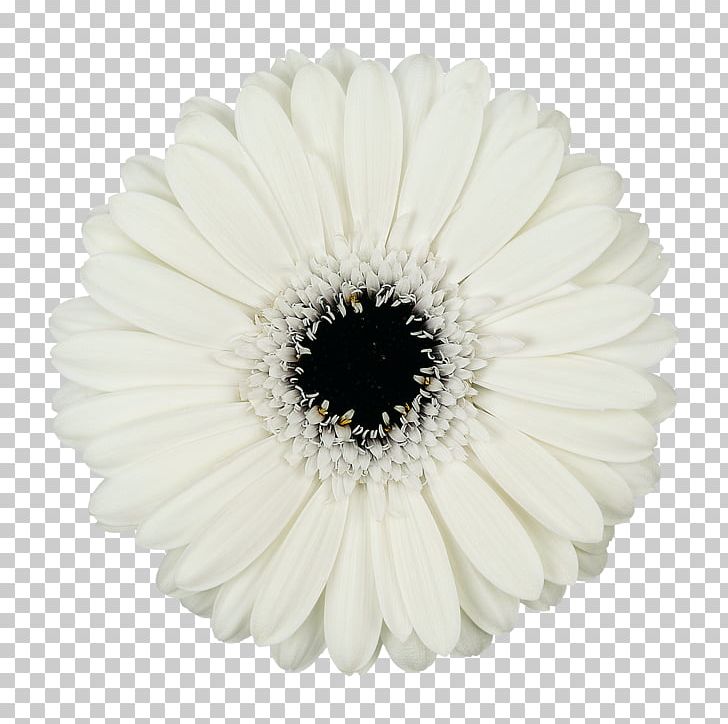 Transvaal Daisy Mans Allure Gerbera Cut Flowers Common Daisy PNG, Clipart, Black And White, Chrysanthemum, Color, Common Daisy, Cut Flowers Free PNG Download