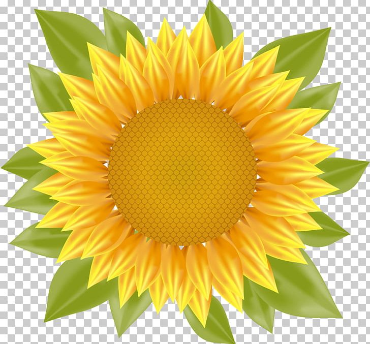 Common Sunflower PNG, Clipart, Crop, Daisy Family, Flower, Flowers, Happy Birthday Vector Images Free PNG Download