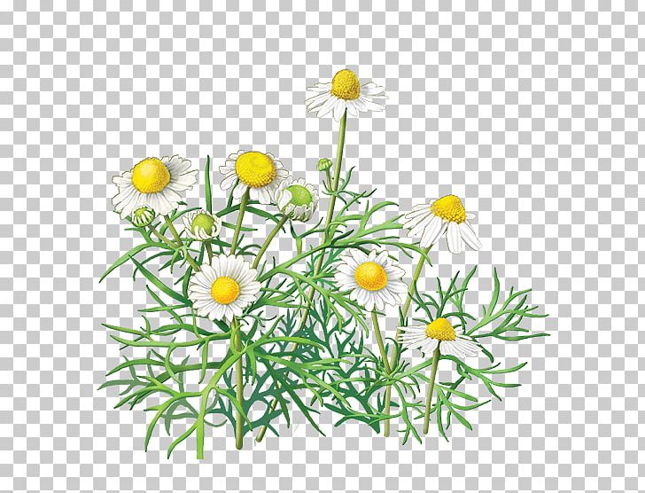 Chamomile Flower PNG, Clipart, Beatiful, Birthday, Caffeine, Daisy Family, Flowers Free PNG Download