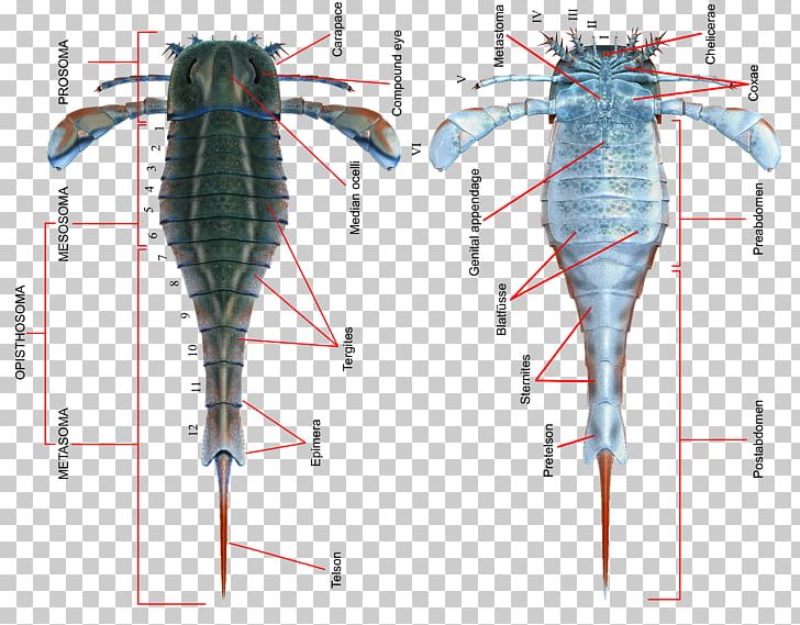 Eurypterid Eurypterus Silurian Scorpion Pterygotus PNG, Clipart, Anatomy, Angle, Appendage, Arm, Arthropod Leg Free PNG Download