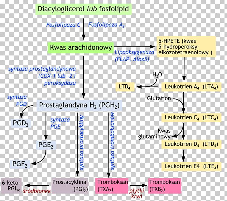 Eicosanoid Leukotriene Arachidonic Acid Phospholipase A2 Prostaglandin PNG, Clipart, Acid, Angle, Arachidonic Acid, Area, Chemical Synthesis Free PNG Download