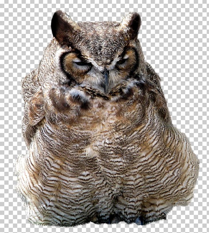 Great Horned Owl American Crow PNG, Clipart, American Crow, Animals, Barn Owl, Beak, Bird Free PNG Download