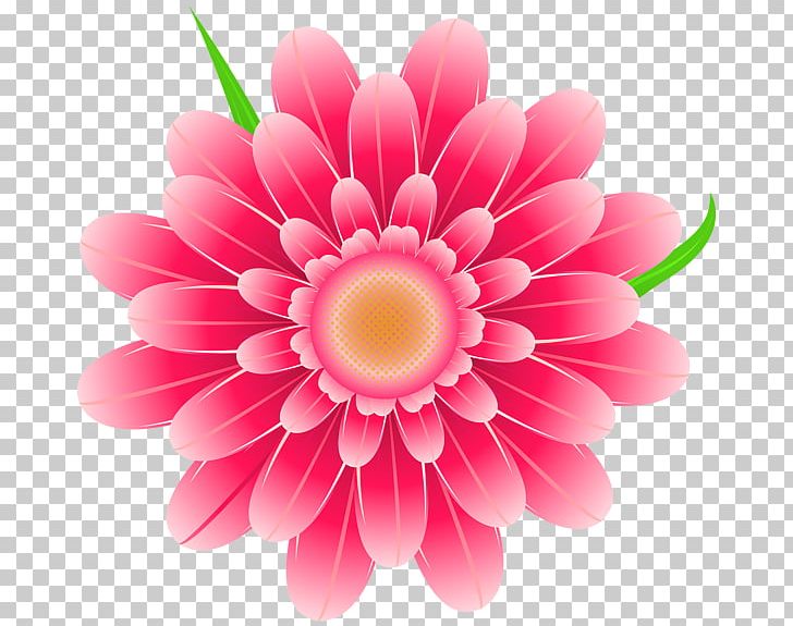 Pink Flowers PNG, Clipart, Annual Plant, Chrysanths, Closeup, Color, Cut Flowers Free PNG Download