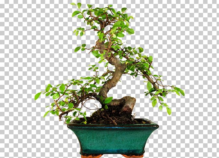 Chinese Sweet Plum Flowerpot Bonsai Penjing 微型盆景 PNG, Clipart, Bonsai, Branch, Download, Flowerpot, Houseplant Free PNG Download