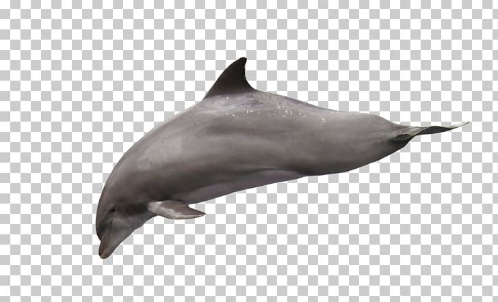 Dolphin PNG, Clipart, Animals, Common Bottlenose Dolphin, Desktop Wallpaper, Encapsulated Postscript, Fauna Free PNG Download