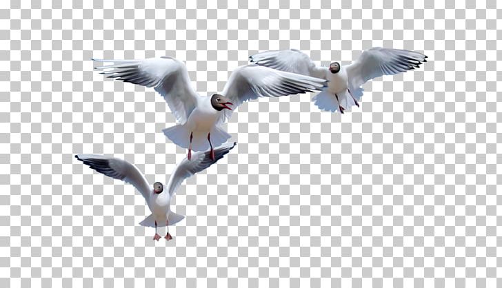 European Herring Gull Common Gull Bird Flight Gulls PNG, Clipart, American Herring Gull, Beak, Bird, Birdie, Charadriiformes Free PNG Download