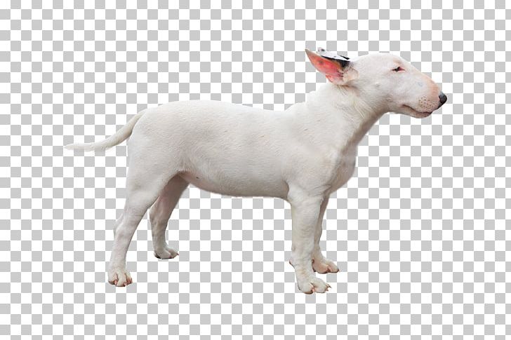 Miniature Bull Terrier Bull And Terrier Dog Breed Staffordshire Bull Terrier PNG, Clipart,  Free PNG Download
