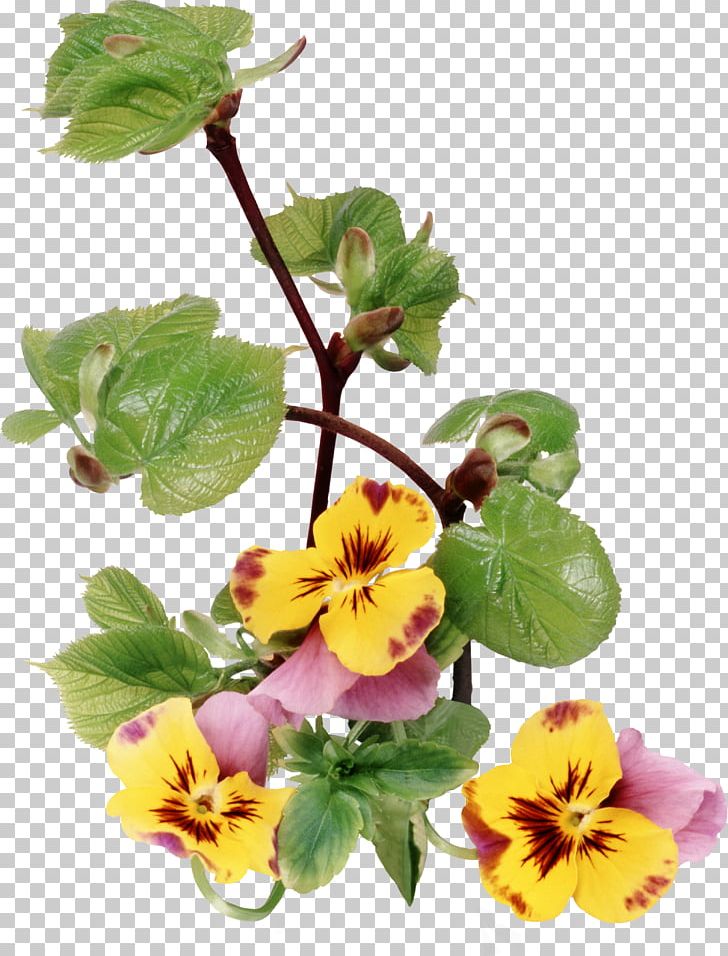 Pansy PNG, Clipart, Annual Plant, Encapsulated Postscript, Flower, Flowering Plant, Herbaceous Plant Free PNG Download