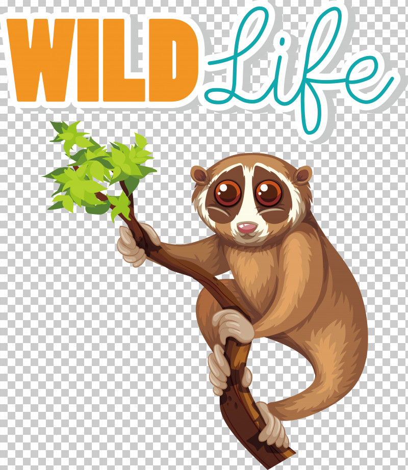 Wombats Pygmy Slow Loris Lemurs Marsupials Wild Animal PNG, Clipart, Exotic Pet, Lemurs, Loris, Marsupials, Pygmy Slow Loris Free PNG Download