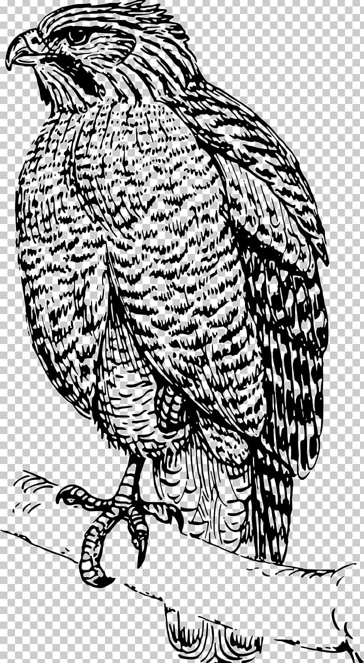 Bird Hawk Drawing PNG, Clipart, Animal, Animals, Art, Bald Eagle, Beak Free PNG Download