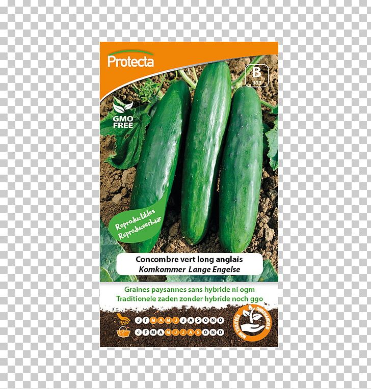 Cucumber Seed Saving Vegetable Benih PNG, Clipart, Benih, Borage, Cucumber, Cucumber Gourd And Melon Family, Cucumis Free PNG Download
