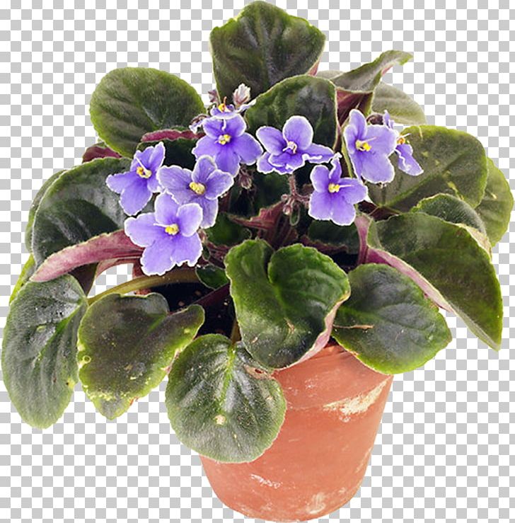 Houseplant African Violets Flowerpot PNG, Clipart, African Violets, Cactaceae, Floristry, Flower, Flowerpot Free PNG Download