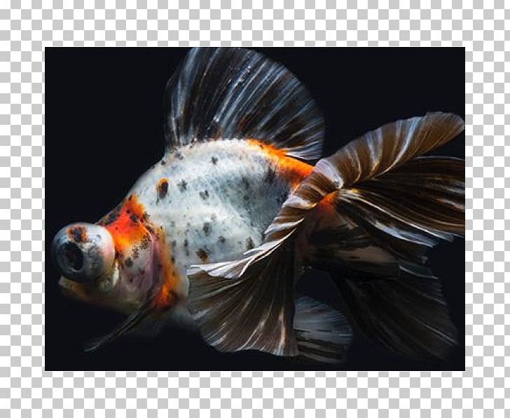 Koi Telescope Butterfly Tail Common Goldfish Fantail PNG, Clipart, Aquarium, Black Telescope, Bony Fish, Butterfly Tail, Calico Free PNG Download