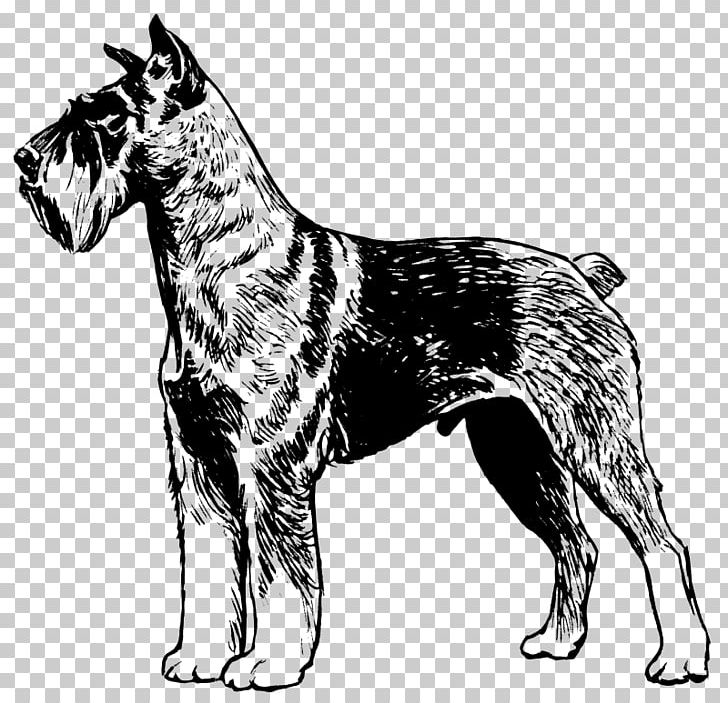 Miniature Schnauzer Giant Schnauzer Scottish Terrier PNG, Clipart, Black And White, Carnivoran, Computer Icons, Dog Breed, Dog Breed Group Free PNG Download