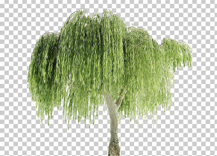 Weeping Willow Weeping Tree Plant Leaf PNG, Clipart, 3 D Model, 3d Computer Graphics, 3d Modeling, Branch, Cgtrader Free PNG Download