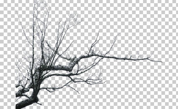 Branches PNG, Clipart, Nature, Trees Free PNG Download