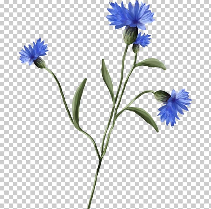 Cornflower Blueberry Plant Wildflower PNG, Clipart, Amora, Annual Plant, Aster, Berry, Bilberry Free PNG Download